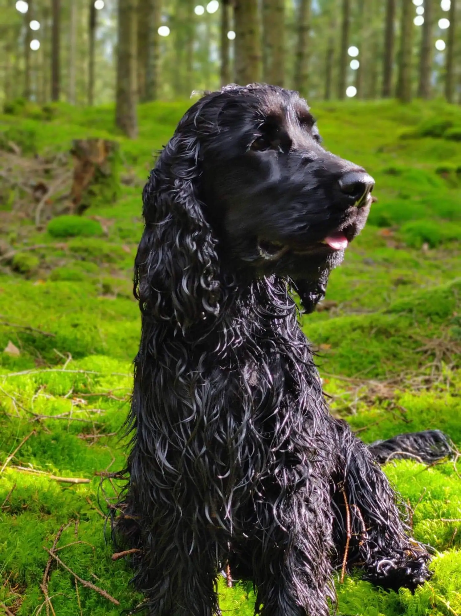 Cocker Spaniel in the forest.
