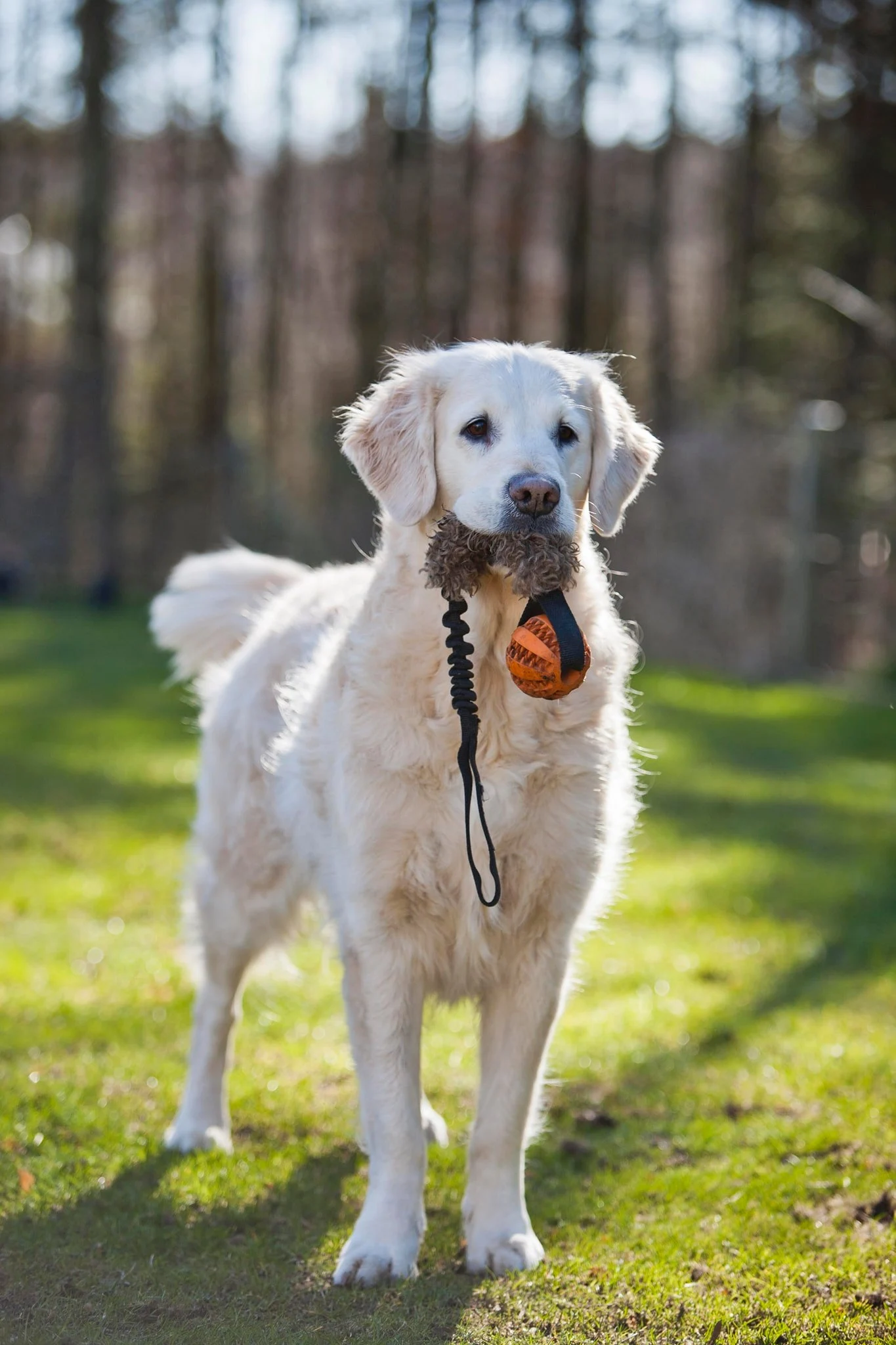 Golden Retriver with ball.