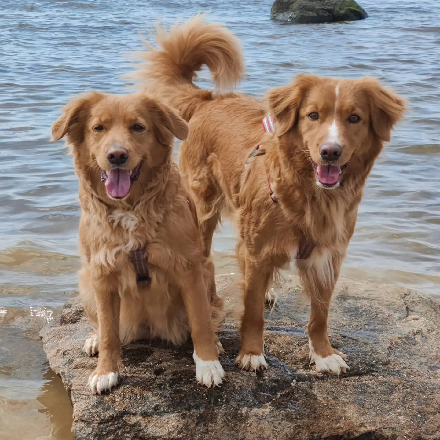 Two dogs by the ocean.