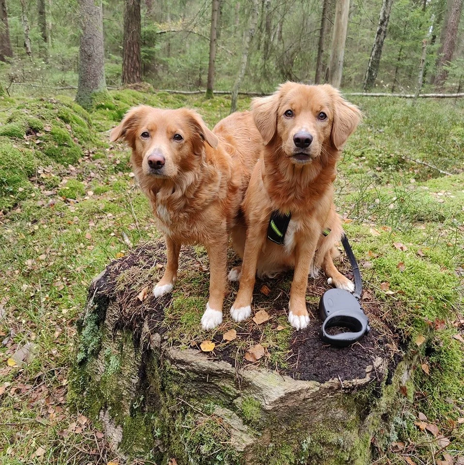 Two dogs standing on a big rock looking into the camera.